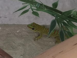 Phelsuma grandis,  großer madagaskar taggecko 