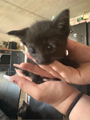 verkaufen hübsche mai kitten 