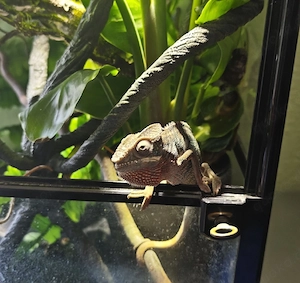 Pantherchamäleon männlich Furcifer pardalis 1.0 Ambilobe red inkl. Terrarium