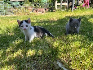 süße babykatzen 