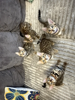 Bengalkitten reinrassig 