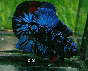 Betta Kampffisch Plakat 