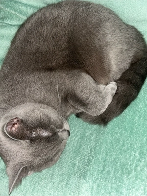 süße BKH Katze