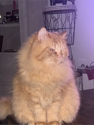 Liebe Katze & kater suchen neues zu Hause 
