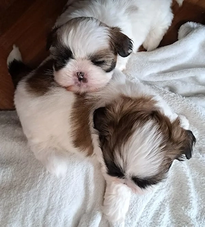 Shih Tzu Welpen Tricolour