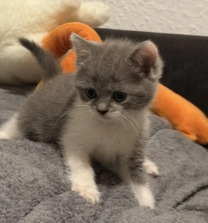 BKH Mix Katzenbabys