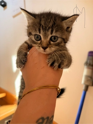 Babykatzen