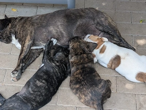 Französische Bulldoggen Welpen nur noch 1 ne Hündin 