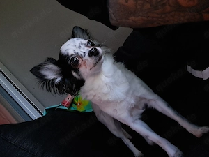 Chihuahua Hündin abzugeben 