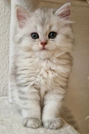 Wunderschöne BLH Kitten liebevoll aufgezogen   