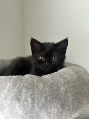 BKH Kitten Mädchen sucht liebevolles Zuhause 