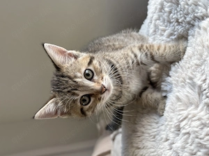 Baby Katze 