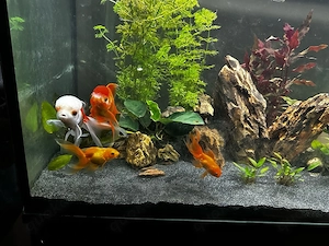 Schleierschwanz fische
