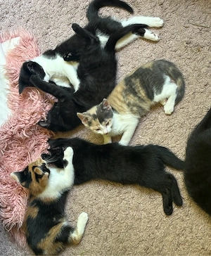 Super süsse Kitten   