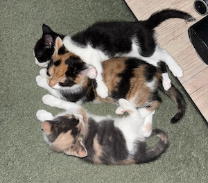 Sechs Zuckersüsse Kitten suchen eine liebe familie 