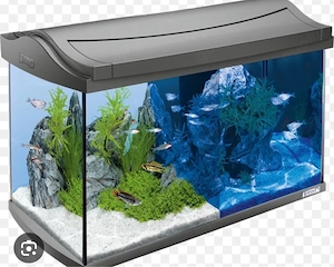 Wasser schildkröte 