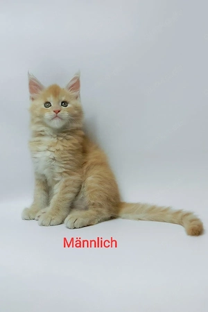 7 süße Maine-Coon-Kätzchen suchen ein Zuhause für immer