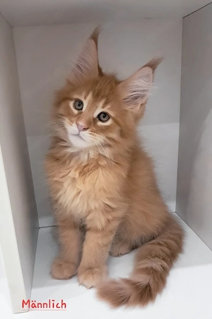 7 süße Maine-Coon-Kätzchen suchen ein Zuhause für immer