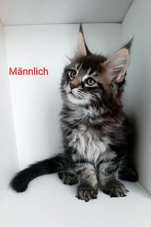 7 süße Maine-Coon-Kätzchen suchen ein Zuhause für immer