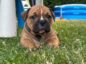 Old English bulldog Welpen 