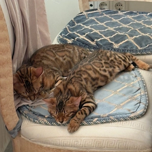 Wunderschöne reinrassige Bengal-Kätzchen suchen ein liebevolles Zuhause 