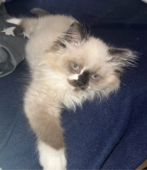 Siam Baby kitten 