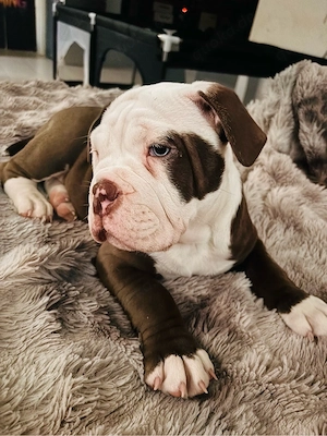 old englisch Bulldog ( Abgabebereit ) 