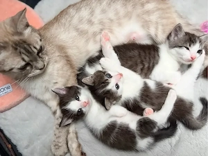 zuckersüße BKH Mix Kitten   