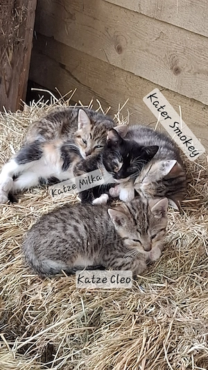 2 süße Katzen   1 Kater 