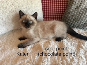 BKH Kitten 1 noch frei (geimpft) 