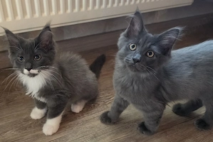 Süße Maine Coon Kitten suchen eine neue Kuschelhöhle 