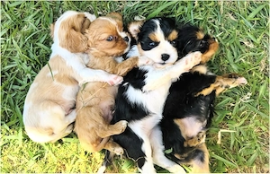 Liebevolle Cvalaier King Charles Spaniel Welpen