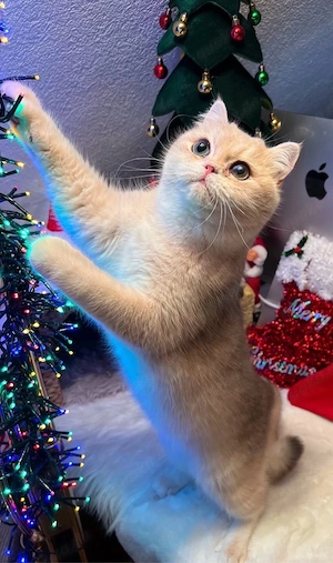 BKH black golden Tabby Deckkater