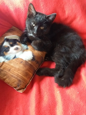 Katzen Kitten Katzenbaby