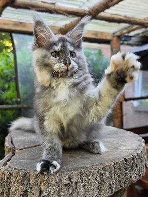 Maine Coon Nachwuchs mit Stammbaum 