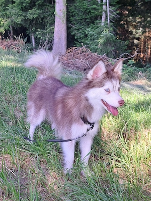Ruhige Pomsky-Dame (sensibler Traumhund) sucht ihr Für-Immer-Zuhause (Platz vor Preis)