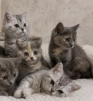 Wundervolle BKH Edelmix Kitten 