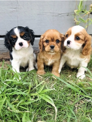 Cavalier King Charles  zuckersüße Spaniel-Welpen 