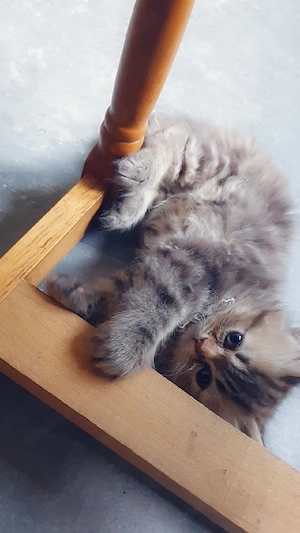 Katzenbabys zu verkaufen