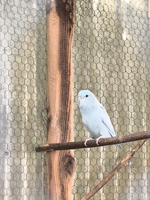 Sperlingspapagei 