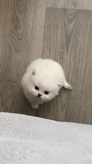 Wunderschönes BKH Chinchilla Mädchen sucht ein liebevolles Zuhause   