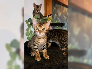 Reinrassige Bengalkätzchen braun gefleckt getigert