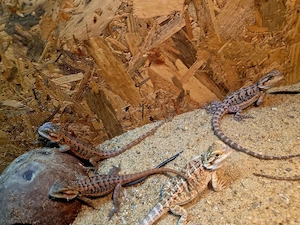 Farb-Bartagamen Jungtiere (pogona vitticeps) NZ 05 2026