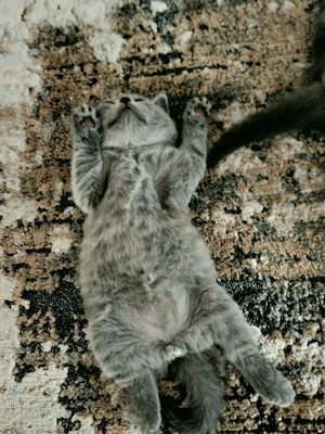 BKH- Kitten mit Stammbaum