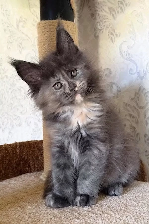 Dürfen wir vorstellen: Misty   die ultimative, 12 Wochen alte Schildpatt-Maine-Coon-Katze!   