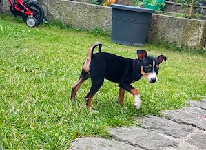     Zwergpinscher Welpen      