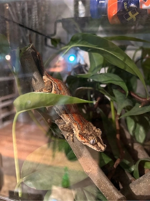 Rhacodactylus auriculatus HAMM
