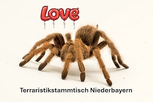 Terraristikstammtisch Niederbayern sucht^^
