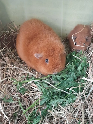 Meerschweinchen gesucht... ?