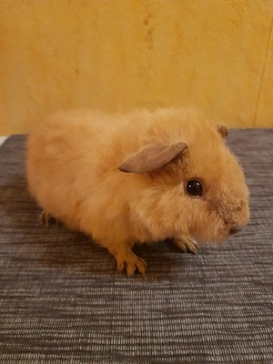 Meerschweinchen gesucht... ?